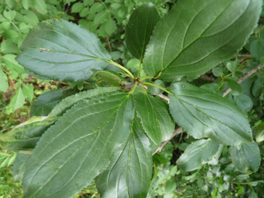 Feuilles ovales, quasiment opposées, très finement dentées, longues de 3 à 6 cm et dotées de 3 ou 4 paires de nervures convergentes. Agrandir dans une nouvelle fenêtre (ou onglet)